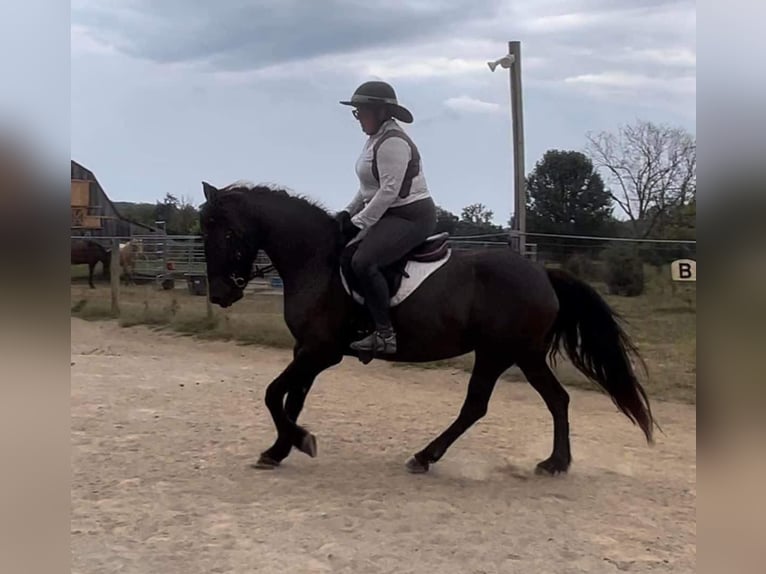 American Quarter Horse Castrone 13 Anni 152 cm Baio roano in Howell MI