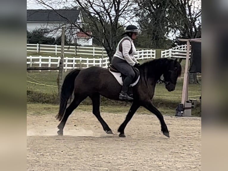 American Quarter Horse Castrone 13 Anni 152 cm Baio roano in Howell MI