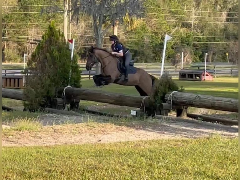 American Quarter Horse Castrone 13 Anni 152 cm Baio roano in Howell MI