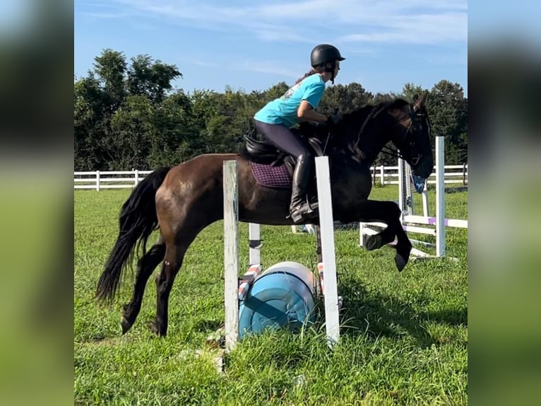 American Quarter Horse Castrone 13 Anni 152 cm Baio roano in Howell MI