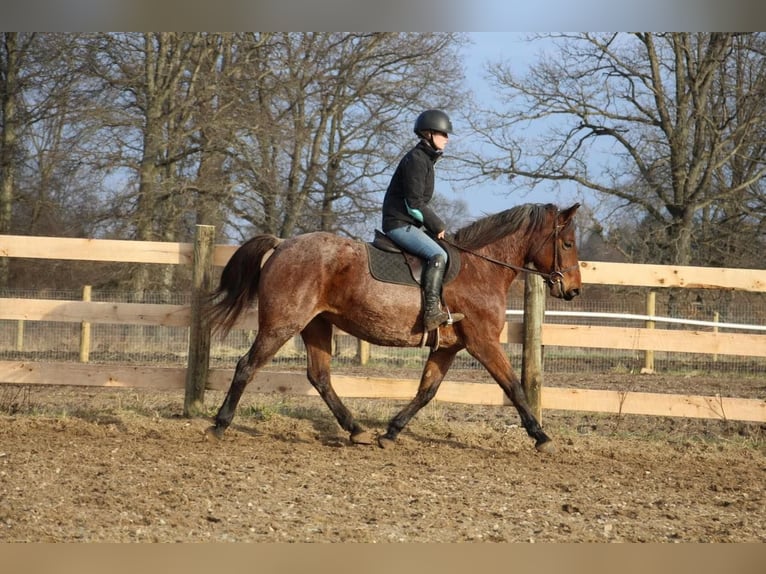 American Quarter Horse Castrone 13 Anni 152 cm Baio roano in Howell MI