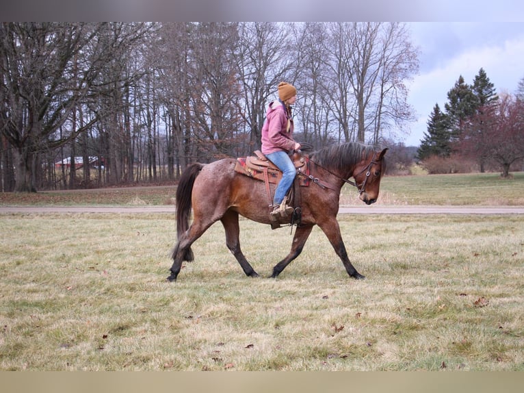 American Quarter Horse Castrone 13 Anni 152 cm Baio roano in Howell MI