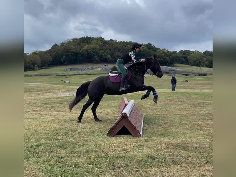 American Quarter Horse Castrone 13 Anni 152 cm Baio roano in Howell MI