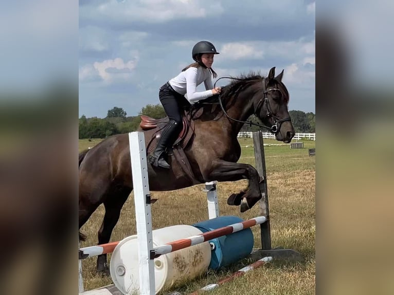 American Quarter Horse Castrone 13 Anni 152 cm Baio roano in Howell MI