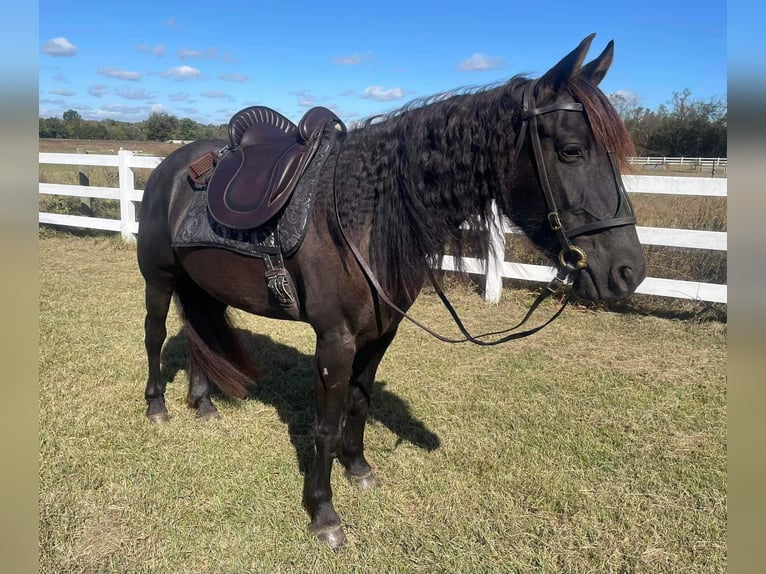 American Quarter Horse Castrone 13 Anni 152 cm Baio roano in Howell MI