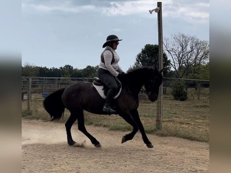 American Quarter Horse Castrone 13 Anni 152 cm Baio roano in Howell MI