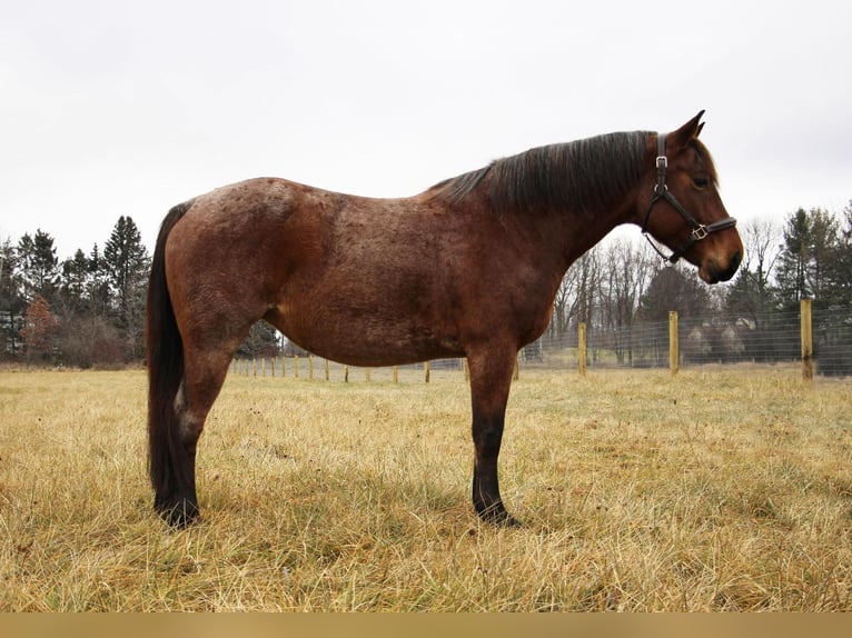 American Quarter Horse Castrone 13 Anni 152 cm Baio roano in Howell MI