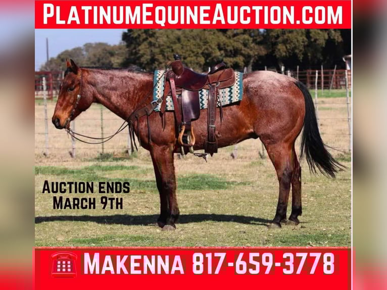 American Quarter Horse Castrone 13 Anni 152 cm Baio roano in LIpan TX