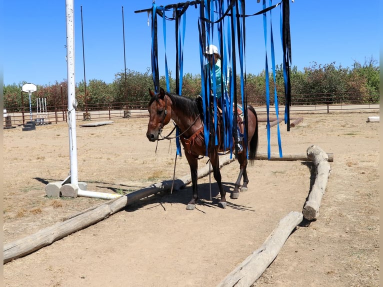American Quarter Horse Castrone 13 Anni 152 cm Baio roano in Pleasant Grove CA
