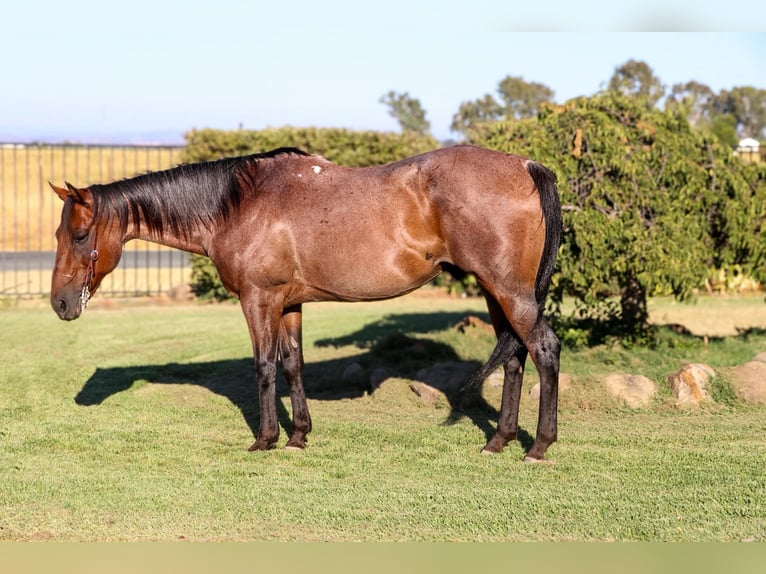 American Quarter Horse Castrone 13 Anni 152 cm Baio roano in Pleasant Grove CA