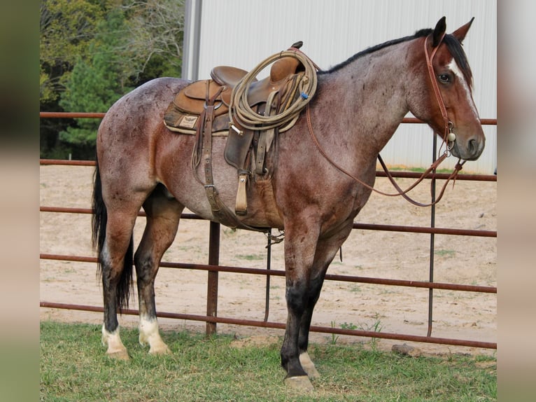 American Quarter Horse Castrone 13 Anni 152 cm Baio roano in Rusk TX