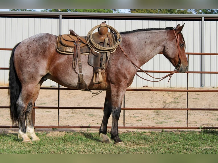 American Quarter Horse Castrone 13 Anni 152 cm Baio roano in Rusk TX