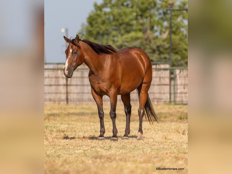 American Quarter Horse Castrone 13 Anni 152 cm Baio roano in Weatherford TX