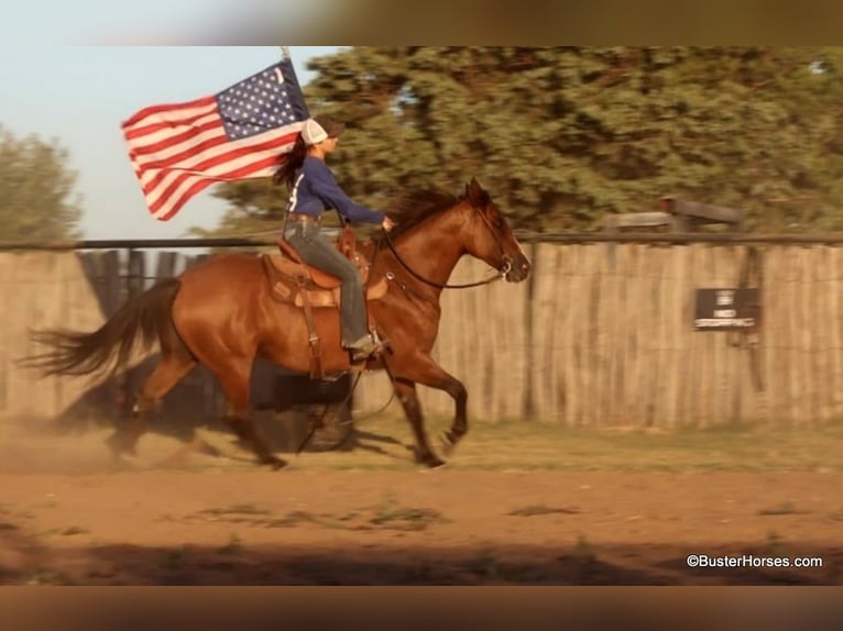 American Quarter Horse Castrone 13 Anni 152 cm Baio roano in Weatherford TX