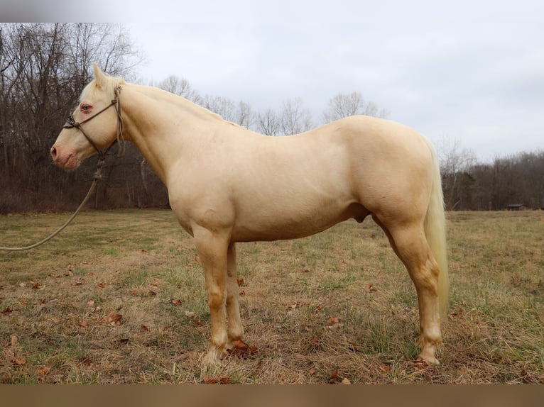 American Quarter Horse Castrone 13 Anni 152 cm Cremello in Hillsboro KY