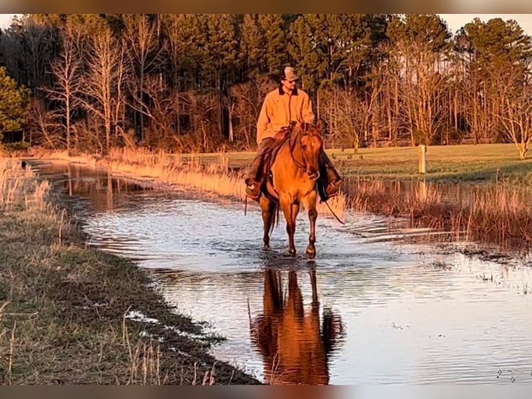 American Quarter Horse Castrone 13 Anni 152 cm Falbo in Moyock, NC