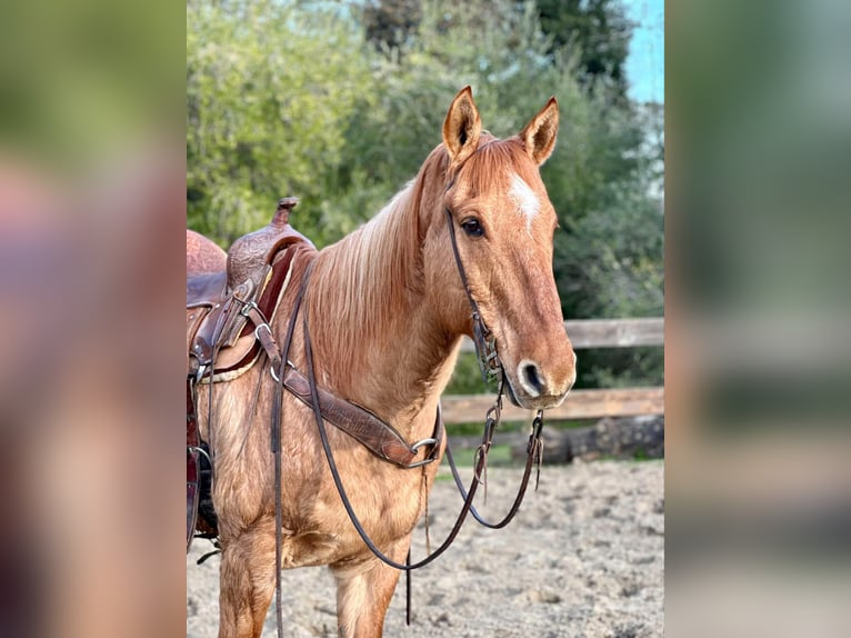 American Quarter Horse Castrone 13 Anni 152 cm Falbo in Bitterwater CA