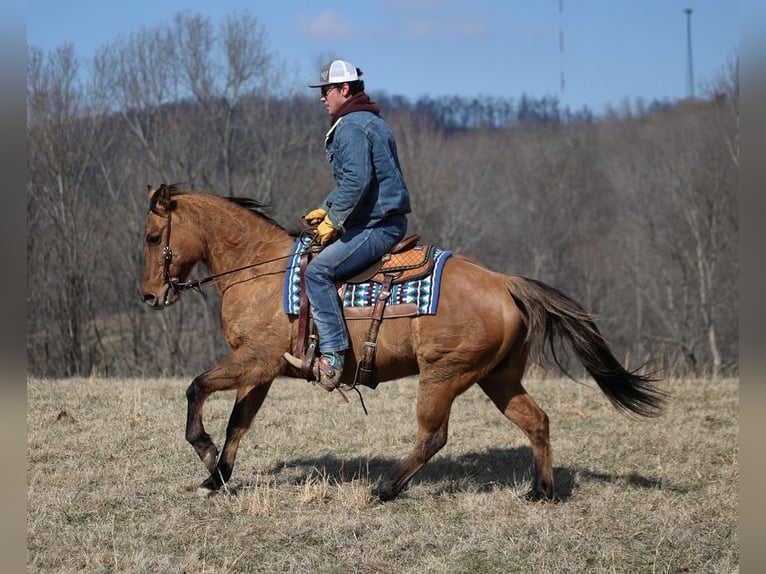 American Quarter Horse Castrone 13 Anni 152 cm Falbo in Brodhead KY