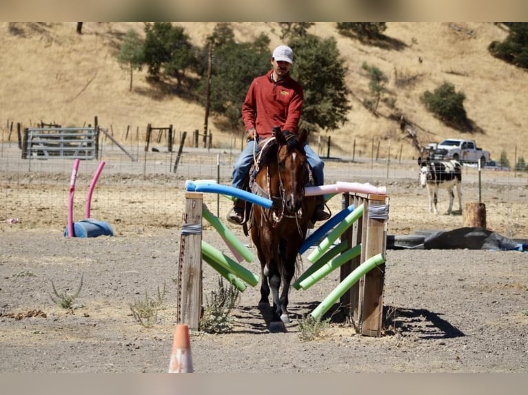 American Quarter Horse Castrone 13 Anni 152 cm Falbo in Paicines CA