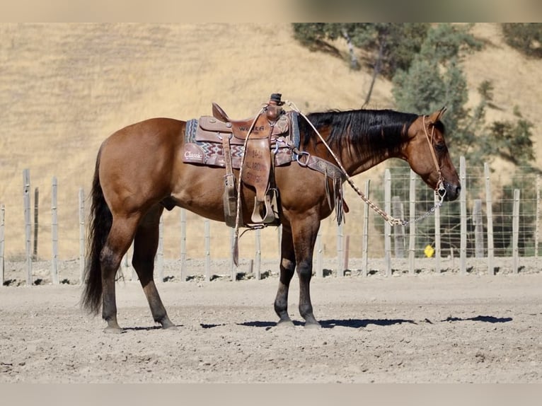 American Quarter Horse Castrone 13 Anni 152 cm Falbo in Paicines CA