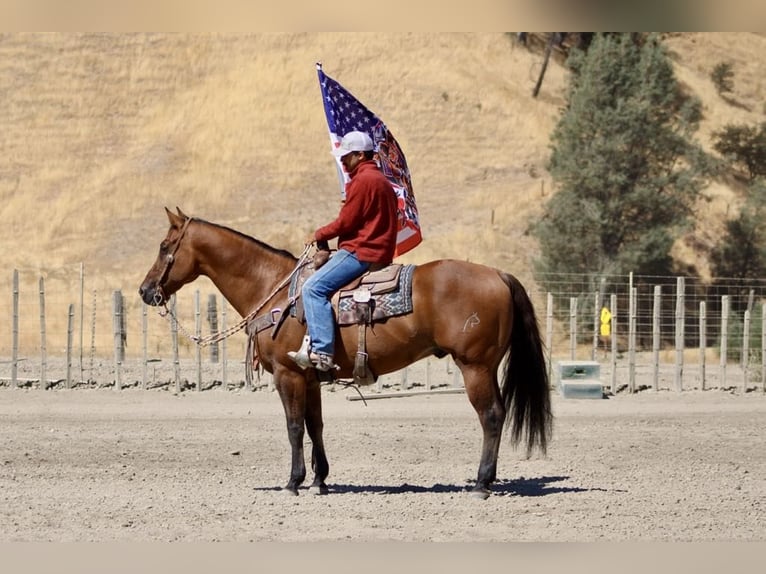 American Quarter Horse Castrone 13 Anni 152 cm Falbo in Paicines CA