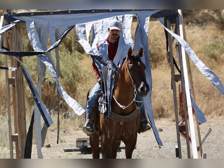 American Quarter Horse Castrone 13 Anni 152 cm Falbo in Paicines CA