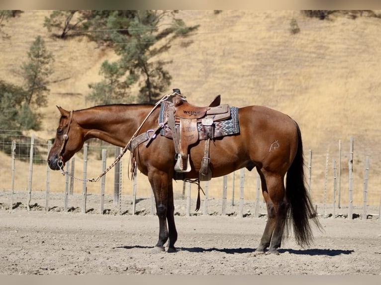 American Quarter Horse Castrone 13 Anni 152 cm Falbo in Paicines CA