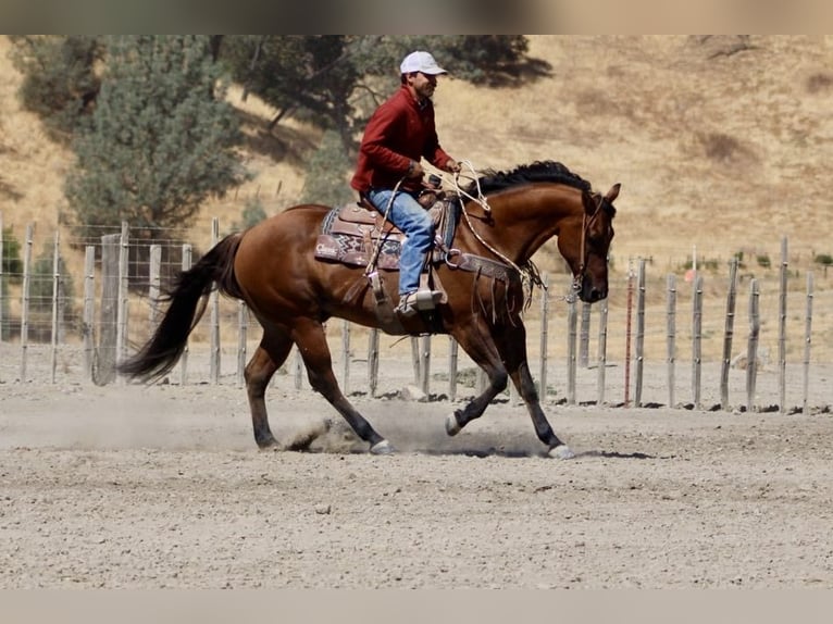 American Quarter Horse Castrone 13 Anni 152 cm Falbo in Paicines CA