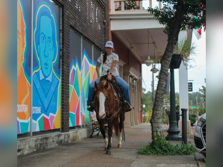 American Quarter Horse Castrone 13 Anni 152 cm Falbo in Rusk TX