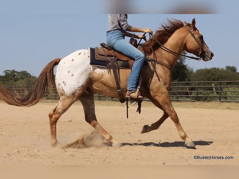 American Quarter Horse Castrone 13 Anni 152 cm Falbo in Weatherford TX