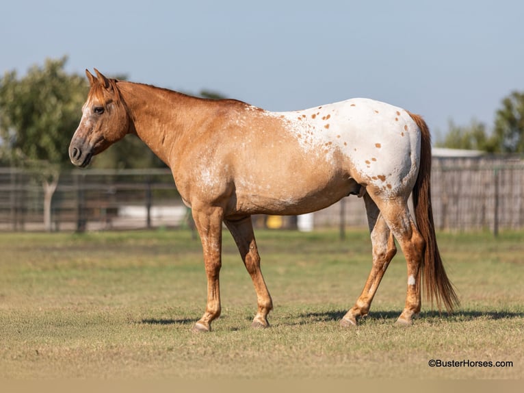 American Quarter Horse Castrone 13 Anni 152 cm Falbo in Weatherford TX