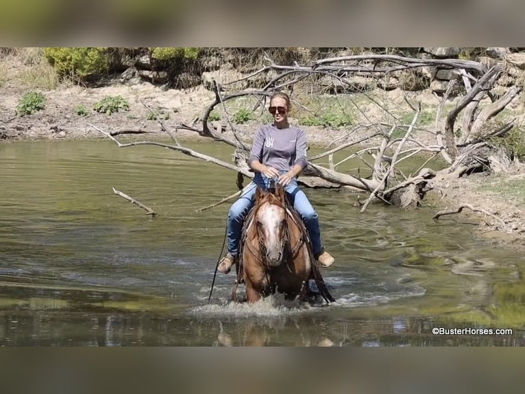 American Quarter Horse Castrone 13 Anni 152 cm Falbo in Weatherford TX