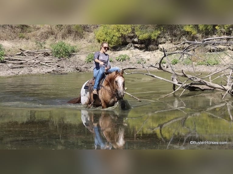 American Quarter Horse Castrone 13 Anni 152 cm Falbo in Weatherford TX