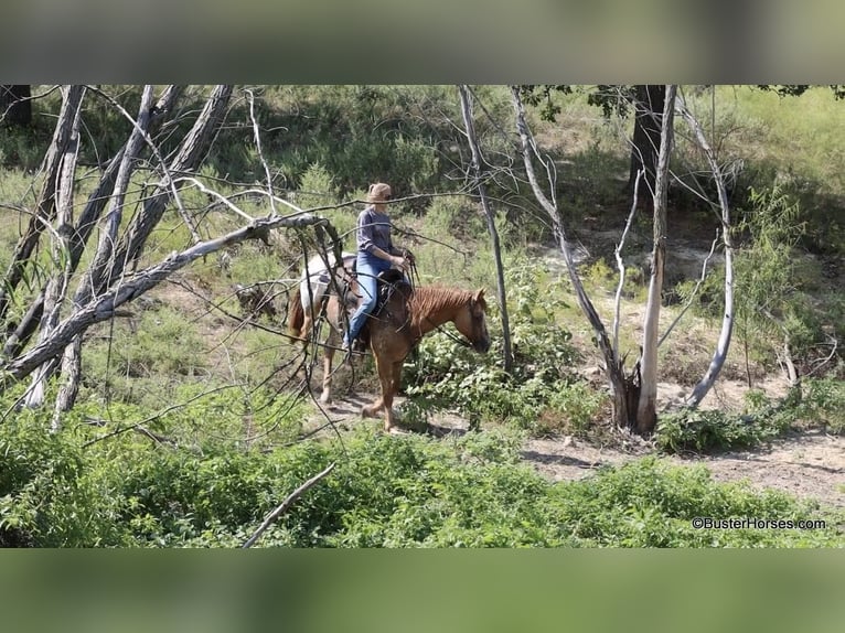 American Quarter Horse Castrone 13 Anni 152 cm Falbo in Weatherford TX