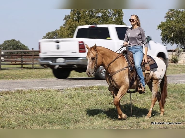 American Quarter Horse Castrone 13 Anni 152 cm Falbo in Weatherford TX