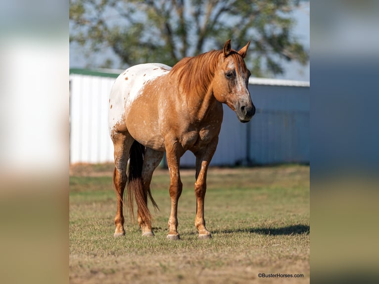 American Quarter Horse Castrone 13 Anni 152 cm Falbo in Weatherford TX