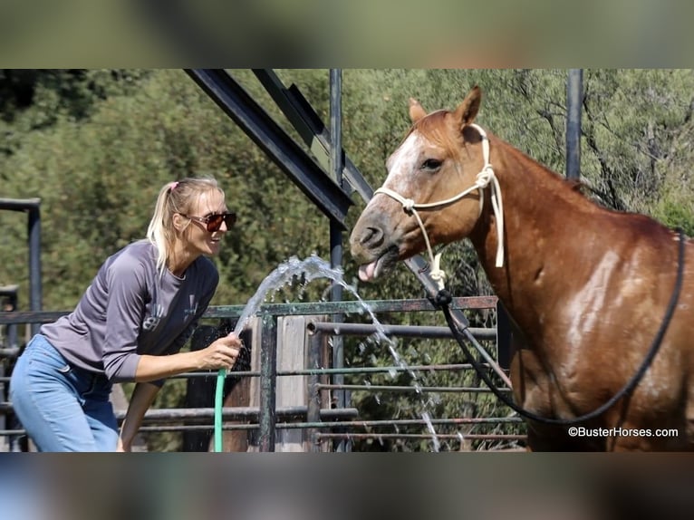 American Quarter Horse Castrone 13 Anni 152 cm Falbo in Weatherford TX