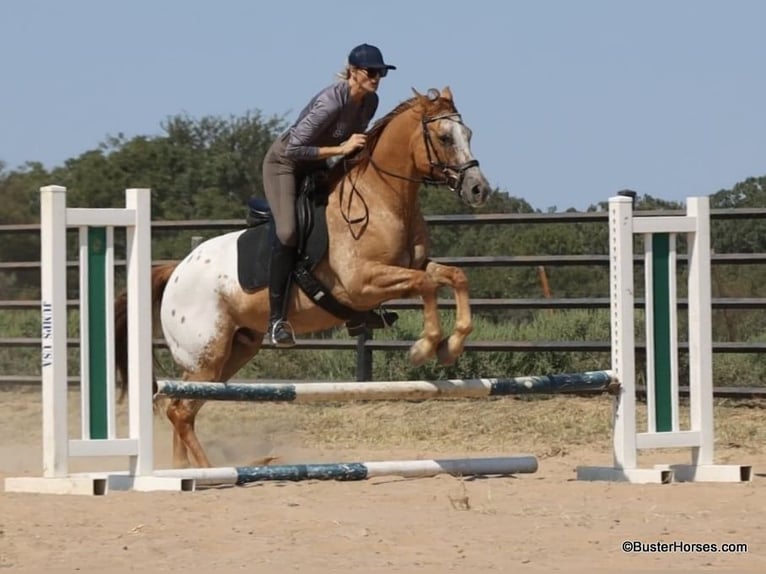 American Quarter Horse Castrone 13 Anni 152 cm Falbo in Weatherford TX