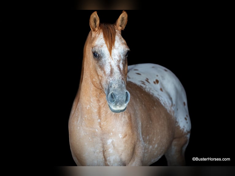 American Quarter Horse Castrone 13 Anni 152 cm Falbo in Weatherford TX