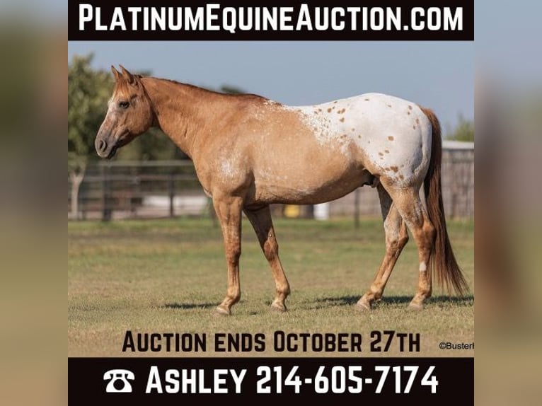 American Quarter Horse Castrone 13 Anni 152 cm Falbo in Weatherford TX