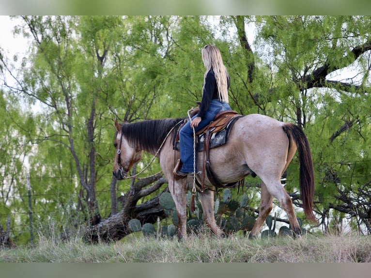 American Quarter Horse Castrone 13 Anni 152 cm Falbo in Mineral Wells