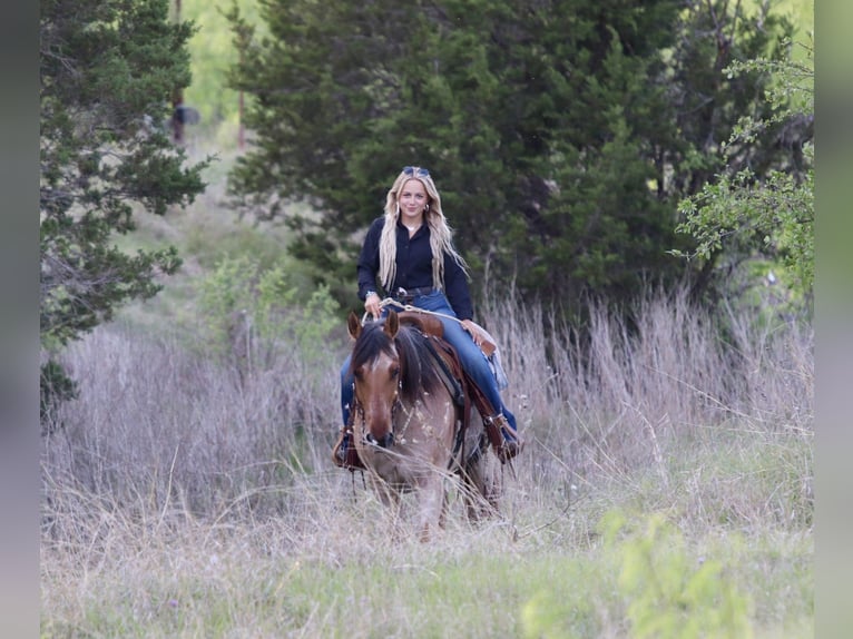 American Quarter Horse Castrone 13 Anni 152 cm Falbo in Mineral Wells
