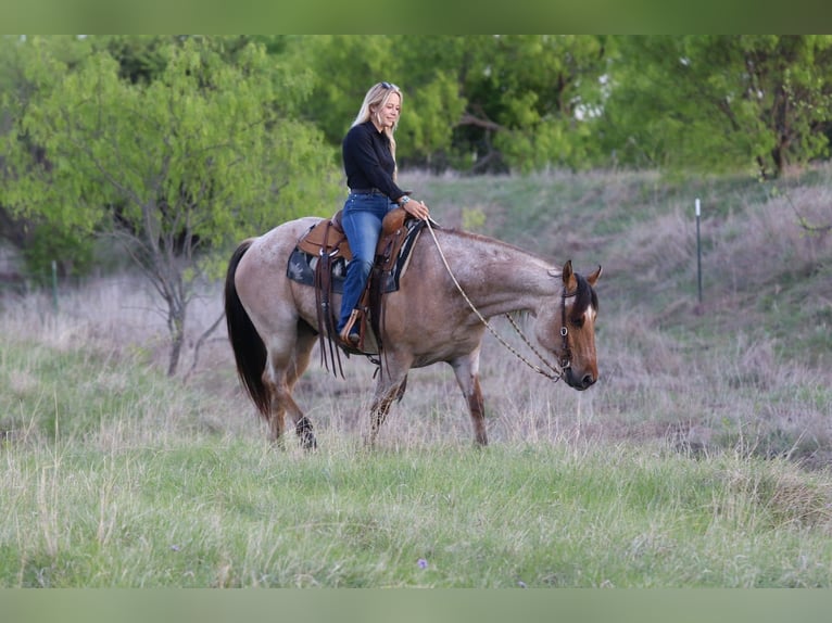 American Quarter Horse Castrone 13 Anni 152 cm Falbo in Mineral Wells