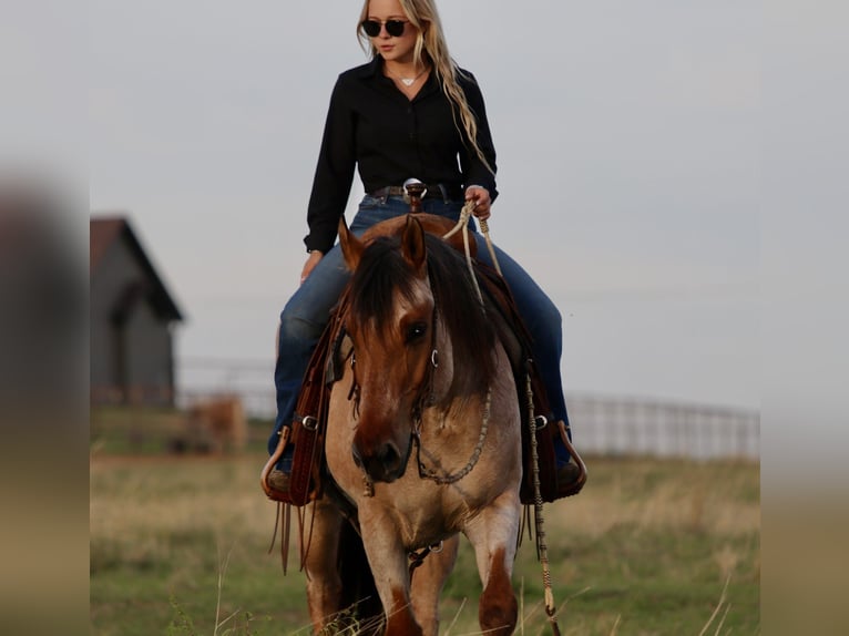 American Quarter Horse Castrone 13 Anni 152 cm Falbo in Mineral Wells