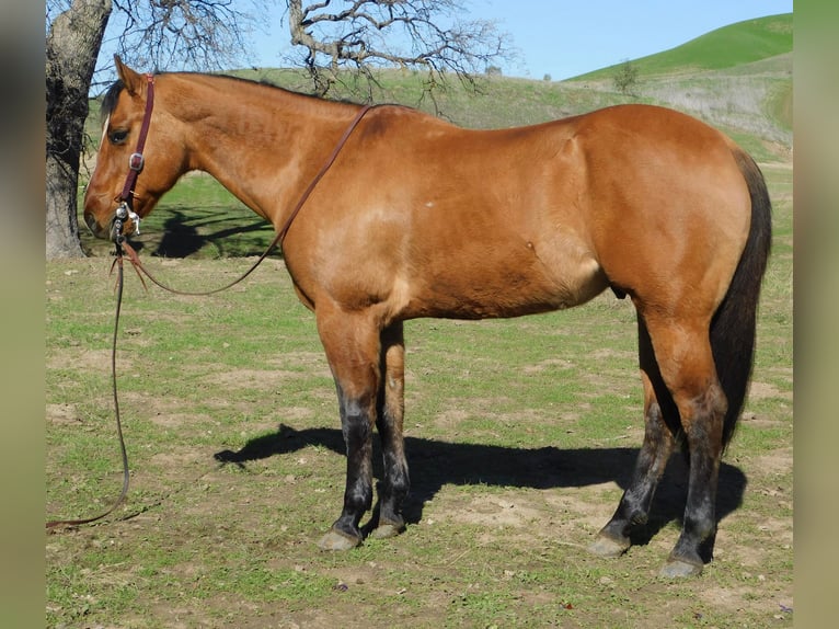 American Quarter Horse Castrone 13 Anni 152 cm Falbo in King CIty KA