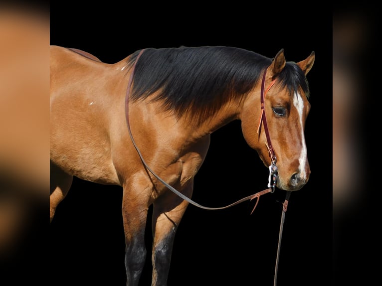 American Quarter Horse Castrone 13 Anni 152 cm Falbo in King CIty KA