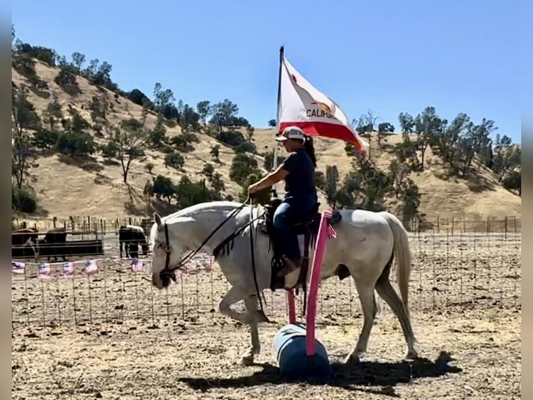 American Quarter Horse Castrone 13 Anni 152 cm Grigio in Bitterwater CA