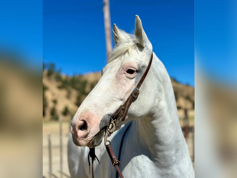 American Quarter Horse Castrone 13 Anni 152 cm Grigio in Bitterwater CA