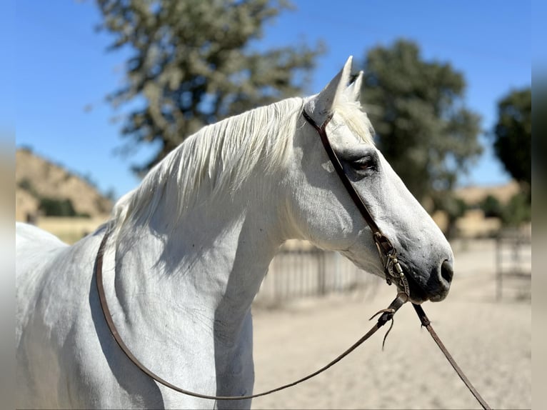 American Quarter Horse Castrone 13 Anni 152 cm Grigio in Bitterwater CA