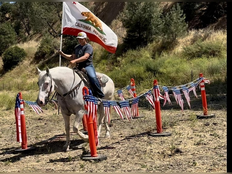 American Quarter Horse Castrone 13 Anni 152 cm Grigio in Bitterwater CA